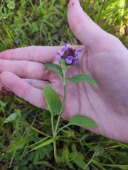 Prunella vulgaris