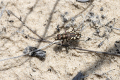 Cicindela nordmanni