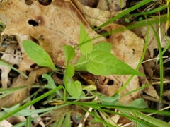 Endodeca serpentaria