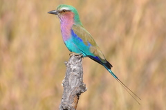 Lilac-breasted Roller - Photo (c) Dave Govoni, some rights reserved (CC BY-NC-SA)