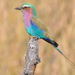 Lilac-breasted Roller - Photo (c) Dave Govoni, some rights reserved (CC BY-NC-SA)