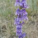 Oneside Penstemon - Photo (c) 2009 Barry Breckling, some rights reserved (CC BY-NC-SA)