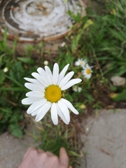 Leucanthemum vulgare