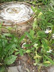 Leucanthemum vulgare
