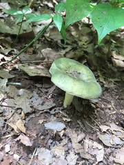 Virescentinae