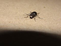 Cicindela