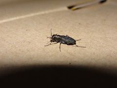 Cicindela