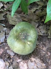 Virescentinae