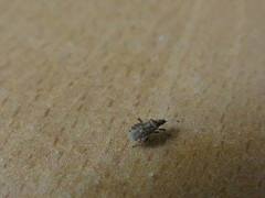 Aufeius impressicollis