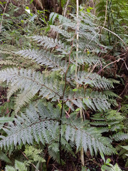 Leptolepia novae-zelandiae