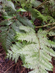 Leptolepia novae-zelandiae