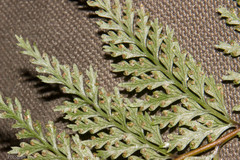 Leptolepia novae-zelandiae