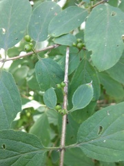 Lonicera xylosteum