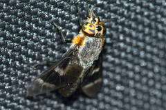 Chrysops cincticornis