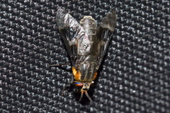 Chrysops cincticornis