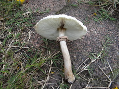 Chlorophyllum molybdites