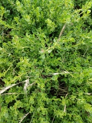 Baccharis pilularis pilularis