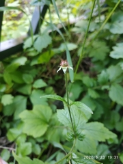 Geum urbanum