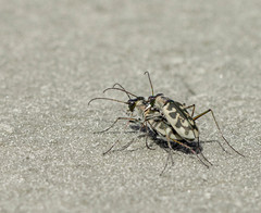 Cephalota elegans stigmatophora