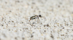 Cephalota elegans stigmatophora