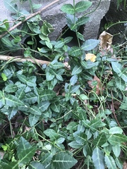 Euonymus fortunei