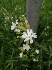 Silene latifolia