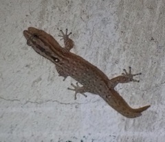 Sphaerodactylus difficilis