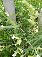 Silene latifolia