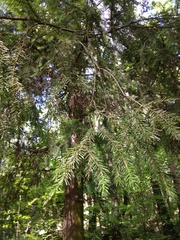 Picea abies