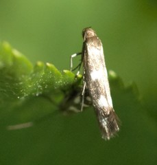 Elachistidae