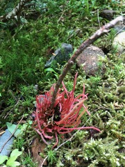 Exobasidium parvifolii