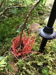 Exobasidium parvifolii