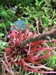 Exobasidium parvifolii