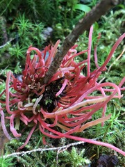 Exobasidium parvifolii