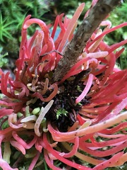 Exobasidium parvifolii