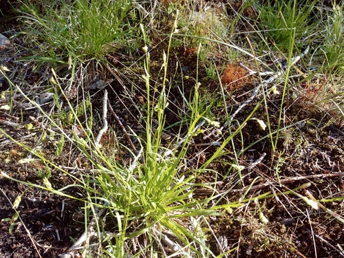 Krause's Sedge (Carex krausei)