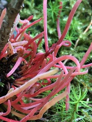 Exobasidium parvifolii