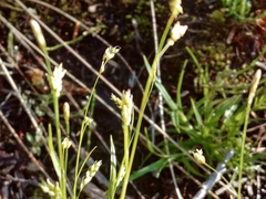 Carex krausei