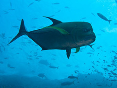 Caranx lugubris