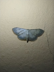 Idaea politaria
