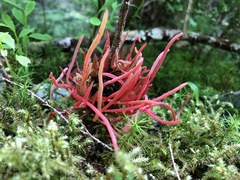 Exobasidium parvifolii