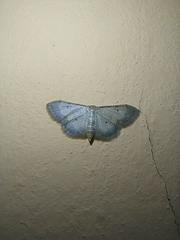 Idaea politaria
