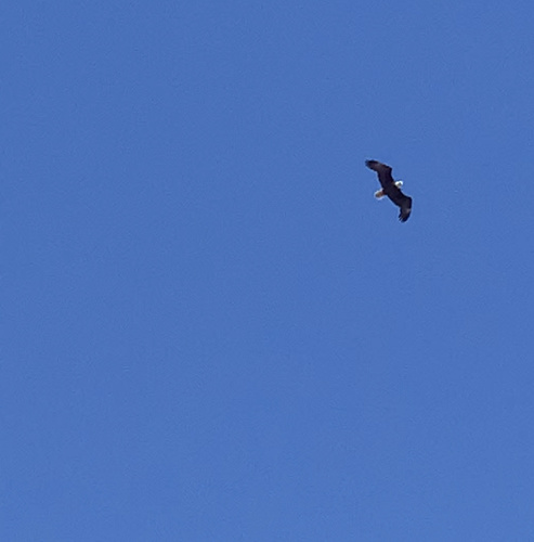 Bald Eagle photographed in Nevada