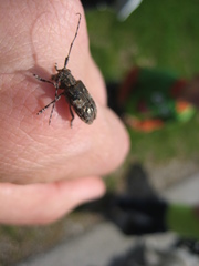 Mesosa nebulosa