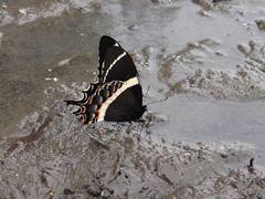 Papilio garamas garamas