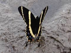 Papilio garamas garamas