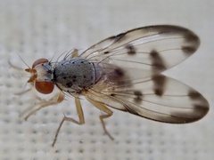 Palloptera umbellatarum