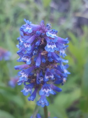 Penstemon procerus procerus