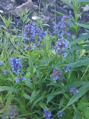 Penstemon procerus procerus