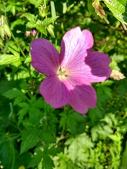 Geranium